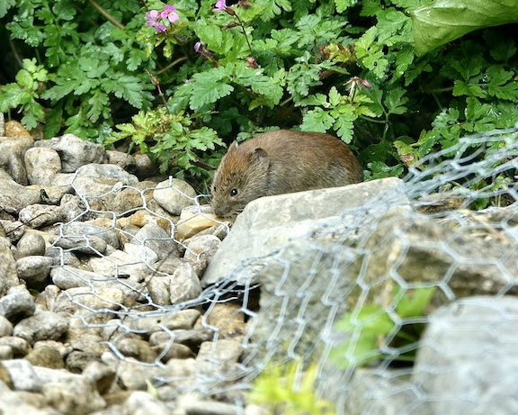 vole